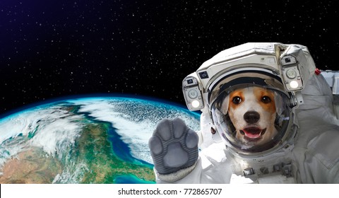 astronaut dog