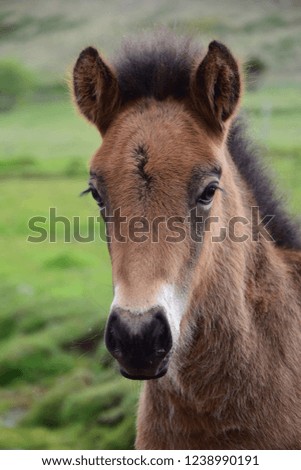 Similar – Foal I Environment Nature