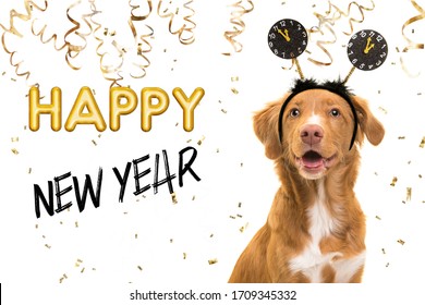 Portrait Of A Pretty Nova Scotia Duck Tolling Retriever Dog Wearing A New Year Diadem On A White Background With Golden Party Garlands And Text Happy New Year 2021