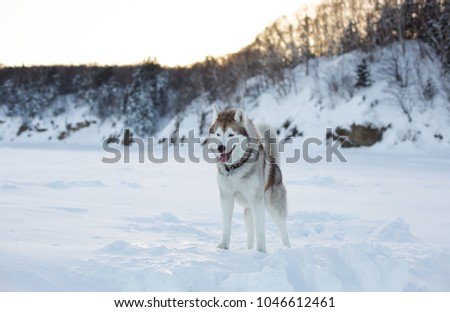 Portrait of prideful dog breed siberian husky standing on the ice floe of tthe frozen sea at sunset. Gorgeous husky topdog is observing endless sea