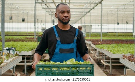 Portrait Of Professional African American Farm Worker Walking While Holding Crate With Fresh Lettuce Production Ready For Delivery. Organic Food Grower With Batch Of Fresh Salad Grown In Greenhouse.