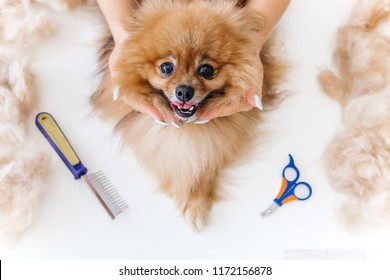 A Portrait Of A Professional Dog Hairdresser Grooming A Dog