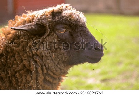 Portrait in profile of a funny curly brown sheep in a pen on at home farm paddock. A sad sheep is grazing outdoors at sunny day. Animals husbandry. Livestock, cattle breeding, agriculture concept.