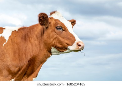 Portrait Of The Profile Head Of A Red Cow With Dreamy Eyes And Pink Snout, Pale Blue Cloudy Sky