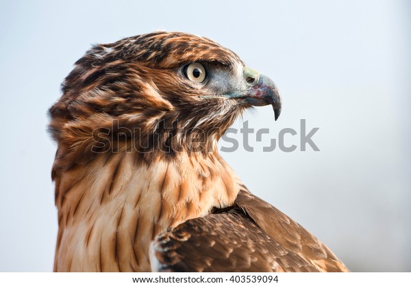 遠くを見下ろす赤い尾の鷹の輪郭のポートレート 鷹の頭の接写 美しい羽の細部 力強い断固たる視線 の写真素材 今すぐ編集