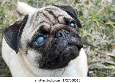 portrait of a pug dog with a blind eye.