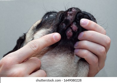 Dog Rash High Res Stock Images Shutterstock