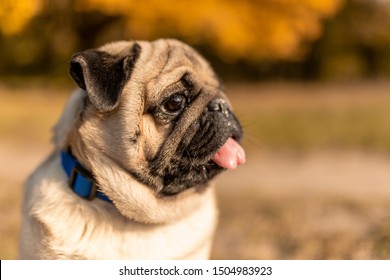 Portrait of a pug dog sitting in the autumn park on yellow leaves against the background of trees and autumn forest. Puppy shows tongue