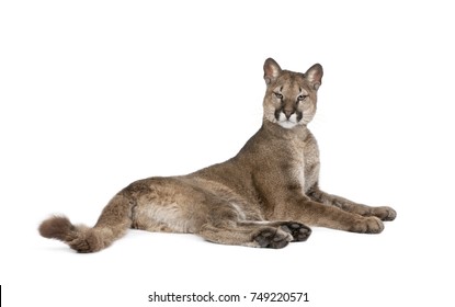 Puma High Res Stock Images Shutterstock