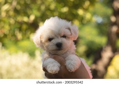 Portrait Of A Puppy Bichon Frisé 