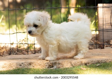 Portrait Of A Puppy Bichon Frisé 