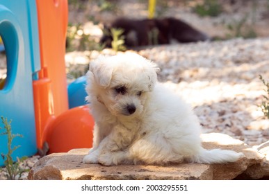 Portrait Of A Puppy Bichon Frisé 