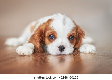 portrait of a puppy cavalier king charles spaniel in the room