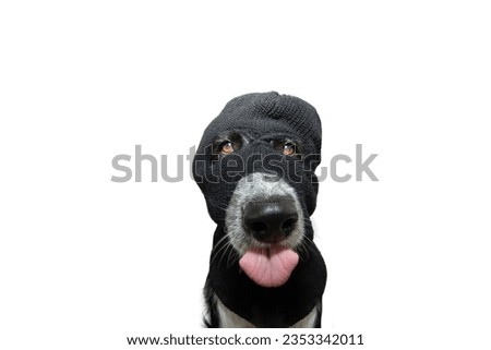 Portrait puppy dog celebrating halloween, carnival or new year's eve wearing a balaclava dressed as a robber. Isolated on white background