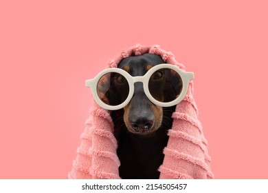 Portrait puppy dog summer. Dachshung covered with a coral towel. Isolated on pink pastel background