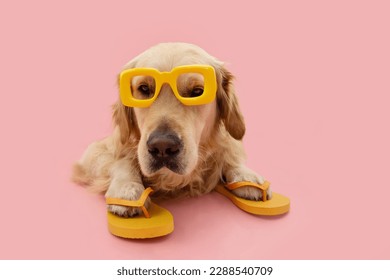 Portrait puppy dog summer. Golden retriever wearing yellow sunglasses and flip flops liyng down. Isolated on pink pastel background