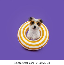 Portrait puppy dog summer. Jack russell inside of an inflatable. Isolated on purple background - Shutterstock ID 2173975273