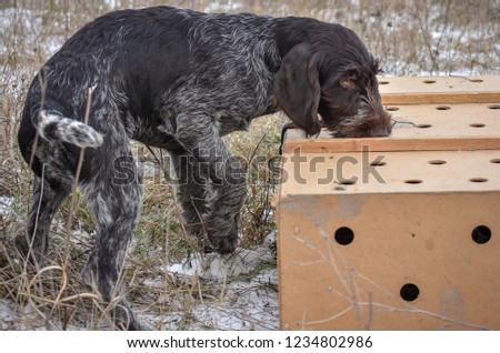 Portrait of puppy a German wirehaired pointer. Point on box with birds.