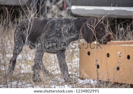 Portrait of puppy a German wirehaired pointer. Point on box with birds.