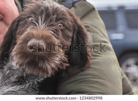 Portrait of puppy of a German wirehaired pointer. Front view.