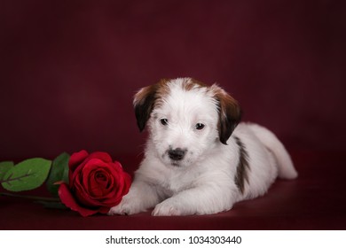 White Rose Of Yorkshire Images Stock Photos Vectors Shutterstock