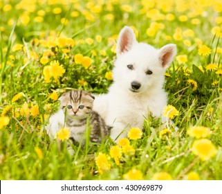 Portrait of a puppy and a kitten on a dandelion field.
