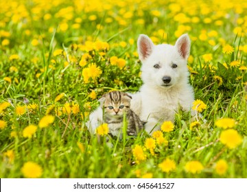 Portrait of a puppy and a kitten on a dandelion field.