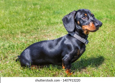 Fotos Imagenes Y Otros Productos Fotograficos De Stock Sobre Dog