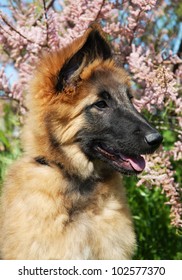 portrait of a puppy purebred belgian shepherd tervueren