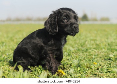 black cocker spaniel puppy