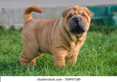 Portrait of  a puppy Shar Pei Dog in outdoors.