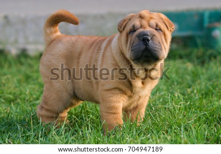Portrait of  a puppy Shar Pei Dog in outdoors.