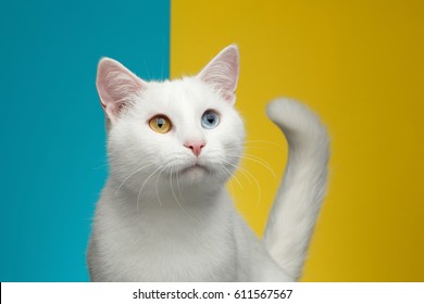  Cat with Yellow Eyes Images Stock Photos Vectors 