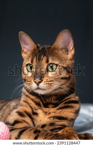 Portrait of a purebred Bengal cat in a home studio.