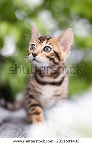 Portrait of a purebred Bengal kitten outdoors with a a green lush leaves background. The kitten is surrounded by greenery. With copy space room for text.