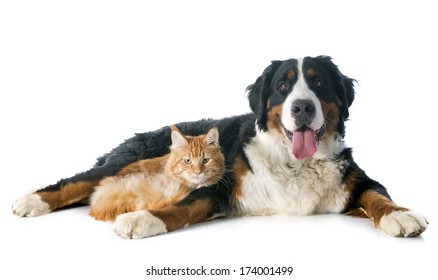 Portrait Of A Purebred Bernese Mountain Dog And Maine Coon Cat In Front Of White Background