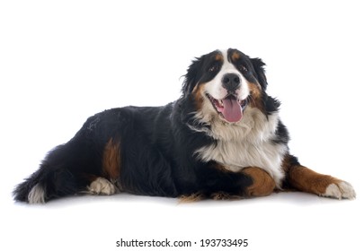 portrait of a purebred bernese mountain dog in front of white background - Shutterstock ID 193733495