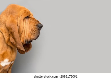 Portrait of purebred Bloodhound dog on a gray background.Space for text.