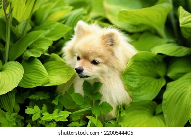 46,815 Pomeranian Portrait Images, Stock Photos & Vectors | Shutterstock