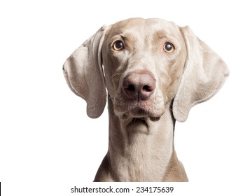 A portrait of a purebred hunting female Weimaraner, also known as gray or silver ghost, looking at the camera, isolated over white background