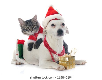 portrait of a purebred jack russel terrier and kitten for christmas in studio