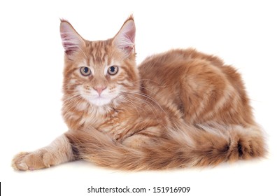 portrait of a purebred  maine coon kitten, four month old, on a white background