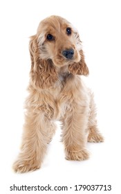 portrait of a  purebred puppy english cocker in a studio - Shutterstock ID 179037713