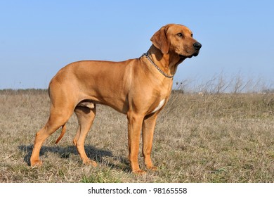 are ridgebacks good guard dogs