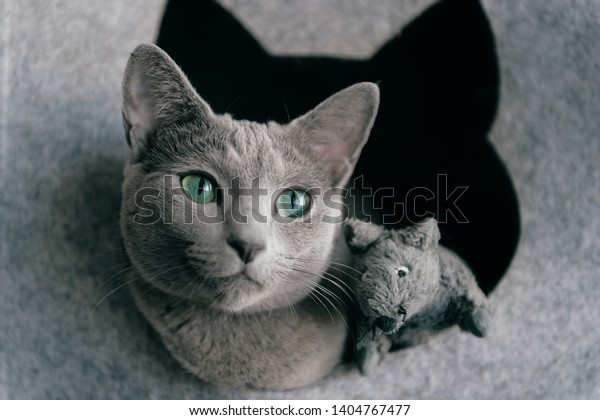 russian blue cat plush