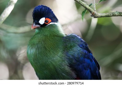 Portrait Of A Purple Crested Turaco Or Loerie Bird