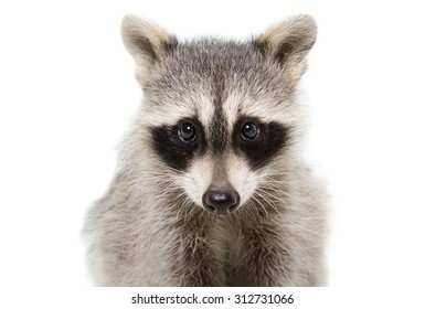Portrait of a raccoon closeup isolated on white background