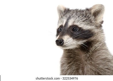 Portrait Of Raccoon Isolated On White Background
