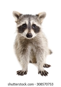 Portrait of a raccoon sitting isolated on white background