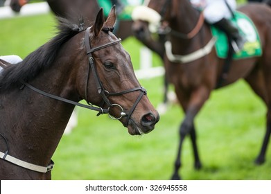 Portrait Of Race Horse On The Race Track